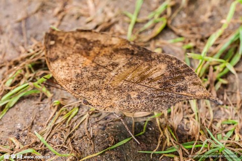 迷你世界枯叶怎么得